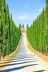 Italian cypress seeds for sale  Delivered anywhere in USA 