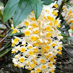 400 semi dendrobium usato  Spedito ovunque in Italia 