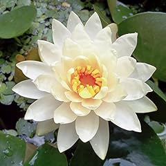 White water lily for sale  Delivered anywhere in USA 