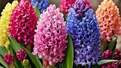 Rinbow hyacinth bulbs for sale  Delivered anywhere in USA 