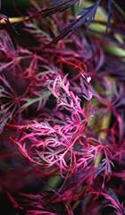 Hana matoi japanese for sale  Delivered anywhere in USA 