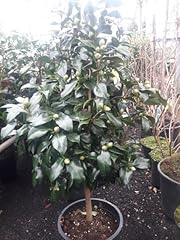 Camellia williamsii jurys gebraucht kaufen  Wird an jeden Ort in Deutschland