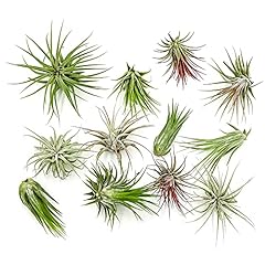 Ragnaroc air plants for sale  Delivered anywhere in USA 