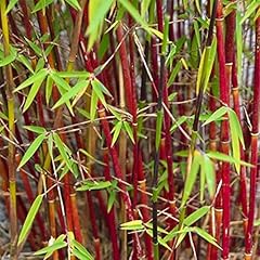 Fargesia scabrida asian for sale  Delivered anywhere in UK