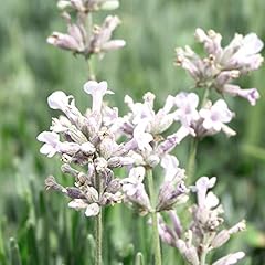 Lavender spicata rosea for sale  Delivered anywhere in UK