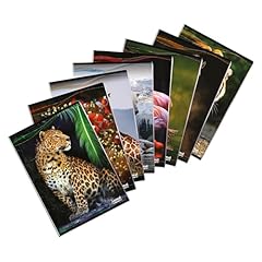 Blasetti animal maxi usato  Spedito ovunque in Italia 