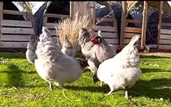 Fertile hatching chicken for sale  Delivered anywhere in USA 