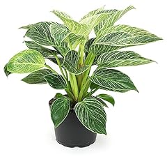 Birkin philodendron inch for sale  Delivered anywhere in USA 
