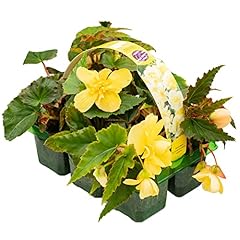 Begonia trailing lemon for sale  Delivered anywhere in UK