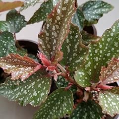 Live angelwing begonia for sale  Delivered anywhere in USA 