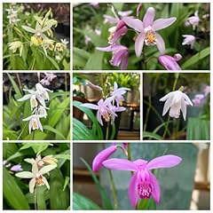 Semi bletilla striata usato  Spedito ovunque in Italia 