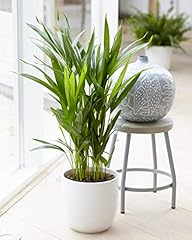 Areca palm large for sale  Delivered anywhere in UK
