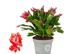 Christmas cactus plants for sale  Delivered anywhere in UK