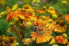 Helenium sunset shades for sale  Delivered anywhere in Ireland