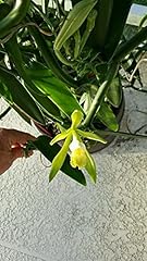 Vanilla bean orchid for sale  Delivered anywhere in USA 
