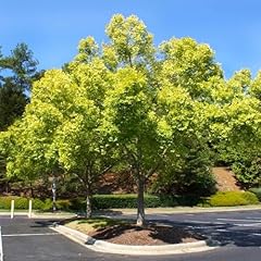 Chinese elm trees for sale  Delivered anywhere in USA 