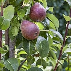 Birnen baum rote gebraucht kaufen  Wird an jeden Ort in Deutschland