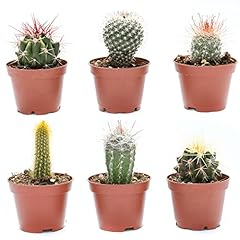 Cactus plants live for sale  Delivered anywhere in USA 