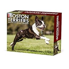 Boston terriers 2022 for sale  Delivered anywhere in UK