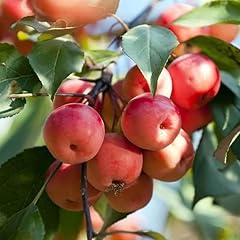 Sargent crabapple trees for sale  Delivered anywhere in USA 