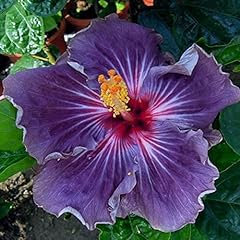 Chuxay garden purple for sale  Delivered anywhere in USA 