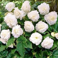 Begonia non stop for sale  Delivered anywhere in UK