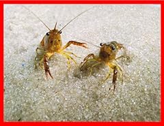 Live florida crawfish for sale  Delivered anywhere in USA 