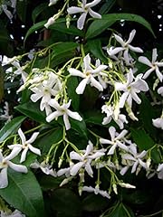 Scented star jasmine for sale  Delivered anywhere in Ireland