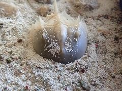 Horseshoe crabs saltwater for sale  Delivered anywhere in USA 