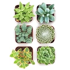 Shop succulents mixed for sale  Delivered anywhere in USA 