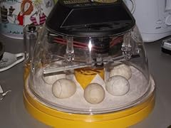 Day incubated chicken for sale  Delivered anywhere in UK