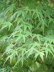 Green japanese maple for sale  Delivered anywhere in USA 