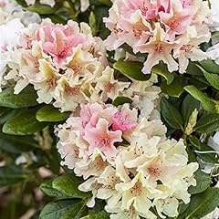 Rhododendron yak percy gebraucht kaufen  Wird an jeden Ort in Deutschland