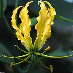 Gloriosa lily lutea for sale  Delivered anywhere in USA 