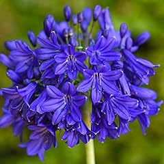 Agapanthus flower african for sale  Delivered anywhere in UK