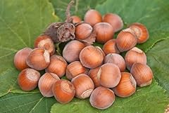 Rote zellernuss rotblättrige gebraucht kaufen  Wird an jeden Ort in Deutschland
