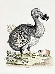 Dodo poster print for sale  Delivered anywhere in USA 