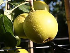 Birnenbaum nashi birne gebraucht kaufen  Wird an jeden Ort in Deutschland