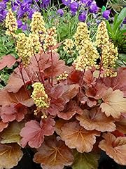 Perennial farm marketplace for sale  Delivered anywhere in USA 