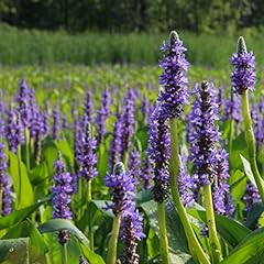 Purple pickerel rush for sale  Delivered anywhere in USA 