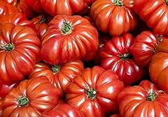 Costoluto genovese pomodoro for sale  Delivered anywhere in USA 