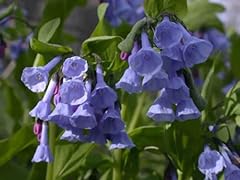 Virginia bluebell roots for sale  Delivered anywhere in USA 