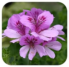 Scented pelargonium cola for sale  Delivered anywhere in Ireland