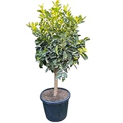 Beija flores citronnier d'occasion  Livré partout en France