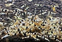 Jungleaquashrimp crystal black for sale  Delivered anywhere in USA 