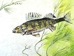 Yellow perch gyotaku for sale  Delivered anywhere in USA 