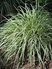 Perennial farm marketplace for sale  Delivered anywhere in USA 