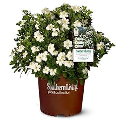 Plants scentamazing gardenia for sale  Delivered anywhere in USA 