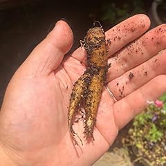 Semi mandragora mandragora usato  Spedito ovunque in Italia 