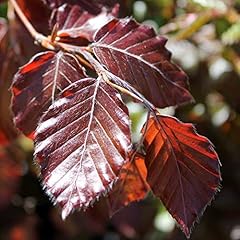 Fagus sylvatica purpurea for sale  Delivered anywhere in Ireland